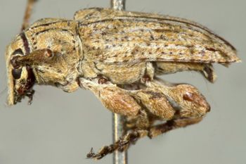 Media type: image;   Entomology 19704 Aspect: habitus lateral view